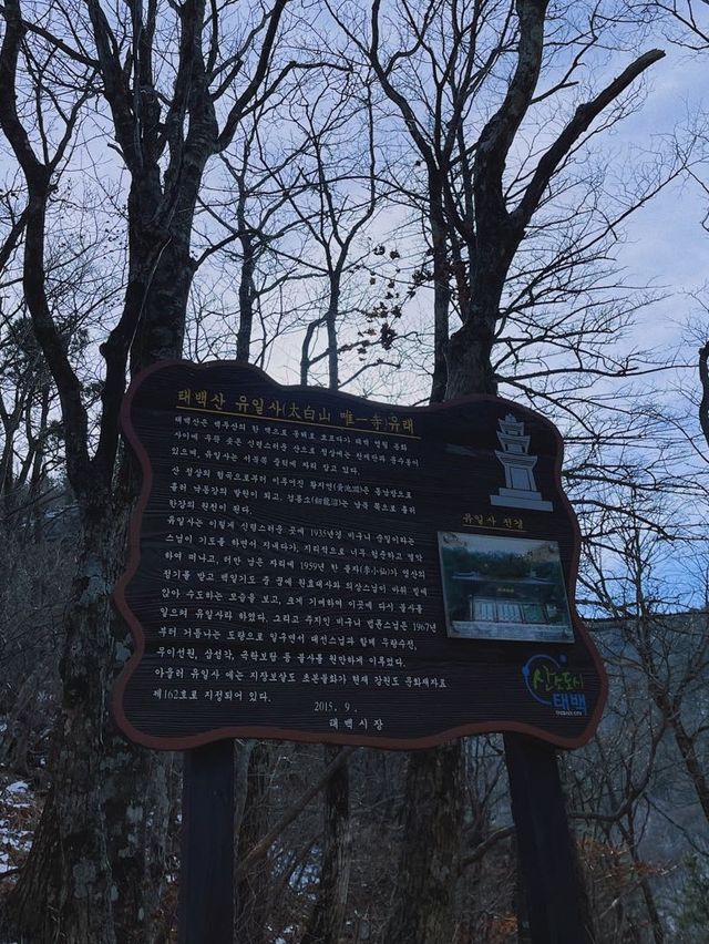 강원도 태백에서의 🥾 등산 어때요?