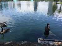 Sunday afternoon walking at Lake Eola Parl 