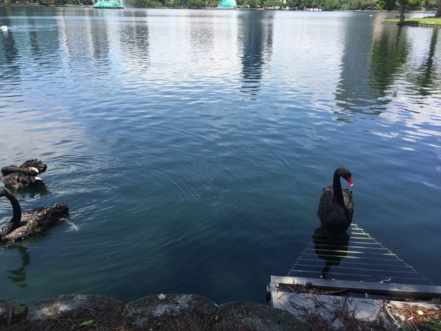 Sunday afternoon walking at Lake Eola Parl 