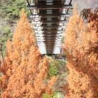 Autumn Season in Daejeon