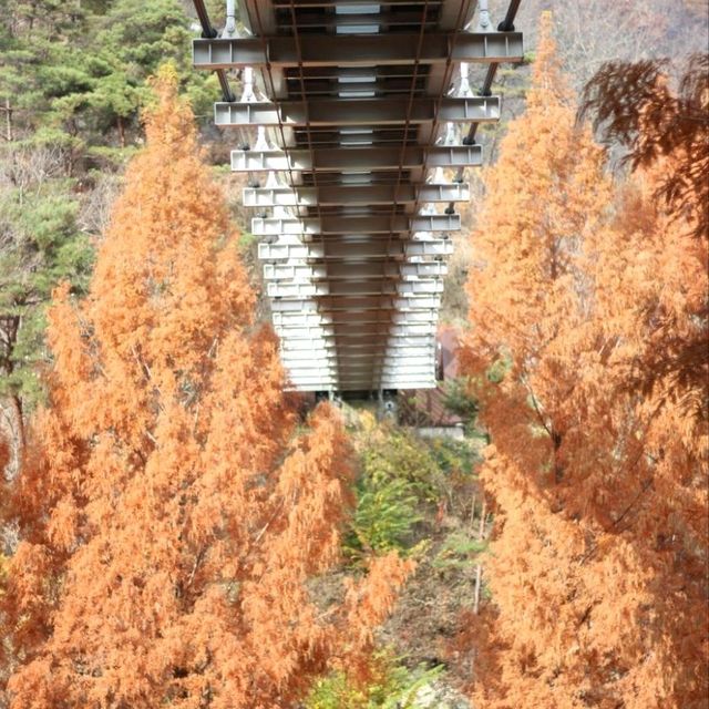 Autumn Season in Daejeon