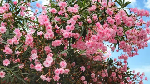 Một thị trấn nhỏ của Ý nở rộ những bông hoa mùa hè 🇮🇹🌸 — traveler post in Levanto