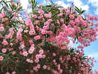 A small Italian town in full bloom with summer flowers 🇮🇹🌸