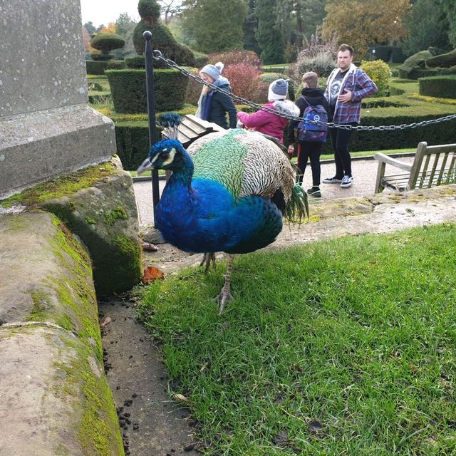 The Peacock Gardens 🦚 