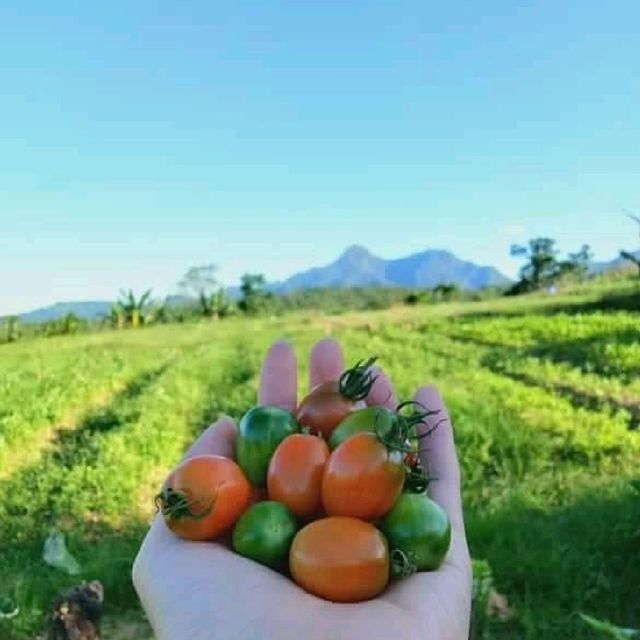 Villaconzoilo Farm restaurant 