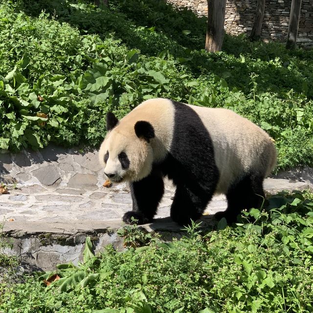 Giant Pandas