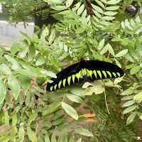 Entopia, Butterfly Farm - Penang, Malaysia 