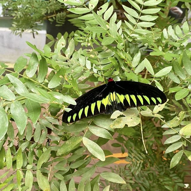 Entopia, Butterfly Farm - Penang, Malaysia 