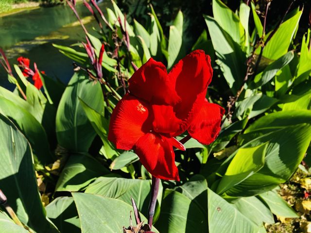 The beautiful flowers at Shilihetan, Huaxi 