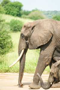 In 2023, what is the experience of seeing elephants in Tanzania?