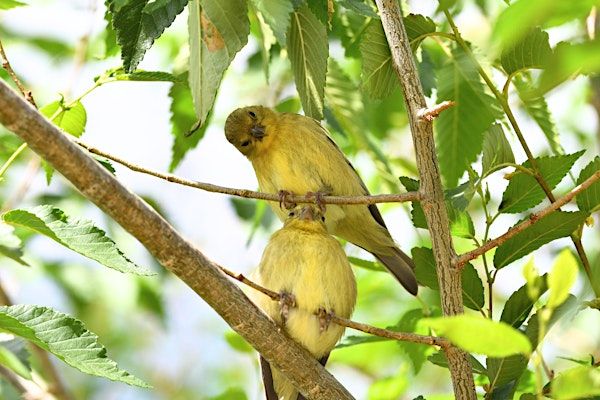 May Migration Bird Outing | Discovery Park North Parking Lot