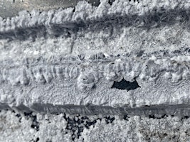 Gifts from the Land: Harvesting Salt with Living Table (Dr Désirée Coral) | St Andrews Botanic Garden