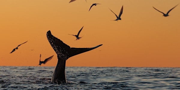 Sunday, June 15 Sunset and Wildlife Watching Boat Ride | Atlantic Highlands Marina