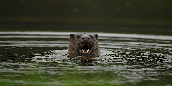 Early Morning Otter Watch at Lyndon Nature Reserve | Lyndon Visitor Centre