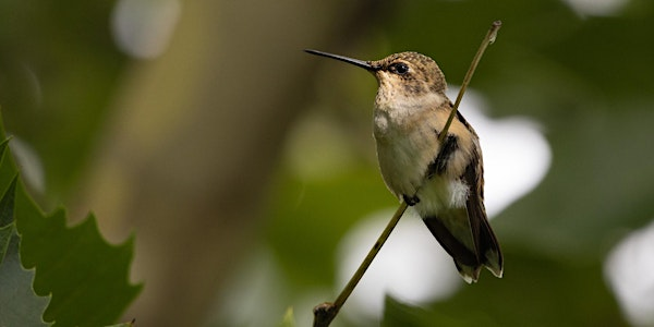 Accessible Birding: Hulls Gulch | Grove Trailhead 3001 Sunset Peak Rd Boise, ID 83702