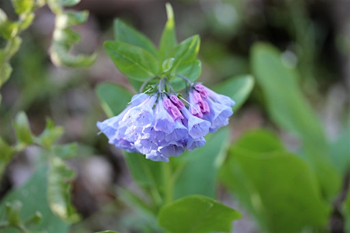 Spring Ephemeral Wildflowers Hike at Shenks Ferry Wildflower Preserve | Shenks Ferry Wildflower Preserve