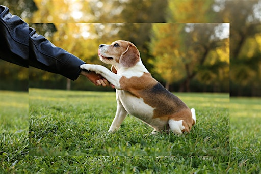Dog Training 101 - Part 2 | Eva Perry Regional Library