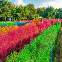 Flower Lovers. CNX | สวนดอกไม้เชียงใหม่​