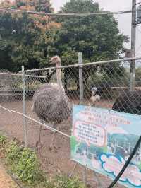 《穿越漢楓》大棠漢服節 親親小動物🦚