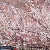 매화가 만개하는 광양매화마을의 풍경🌸