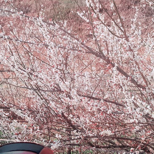 매화가 만개하는 광양매화마을의 풍경🌸