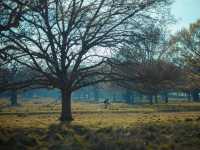 英國 Richmond Park 