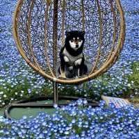 フォトジェニックな花畑　洲原ひまわりの里