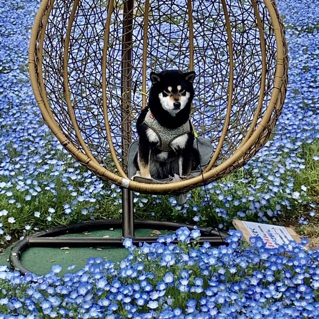 フォトジェニックな花畑　洲原ひまわりの里