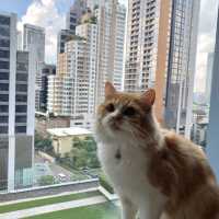 โรงแรม pet friendly ใกล้ emquartier และ emporium