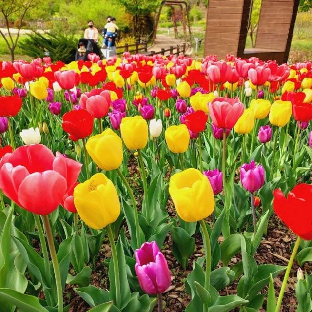 Plentiful tulips at Bucheon Mureungdowon