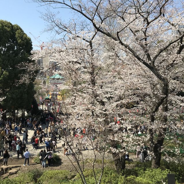 《上野》日本櫻花最前線♡上野花園神社百花齊開