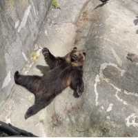 クマ牧場【北海道/登別市】