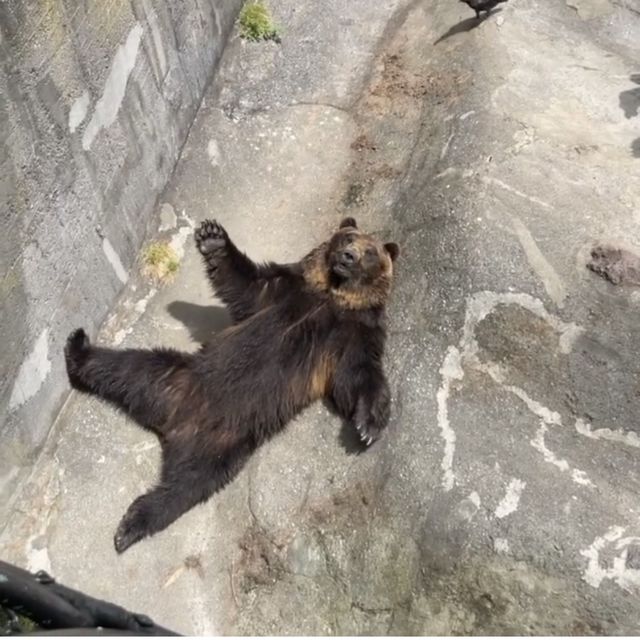 クマ牧場【北海道/登別市】