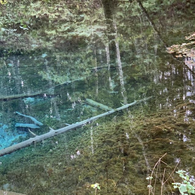 原生林🌳の中の神秘の池　神の子池