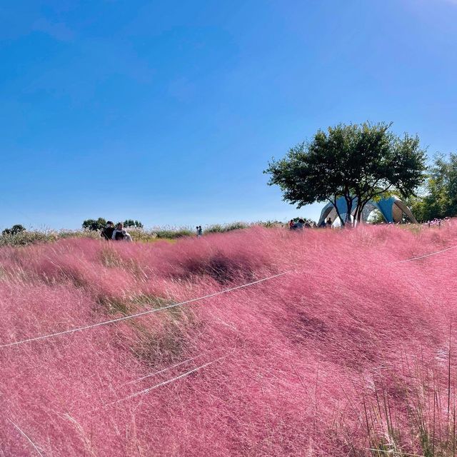 가을 하면 제일 먼저 생각나는 꽃 코스모스🌸