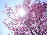 ทริปสีชมพูดอยขุนช่างเคี่ยน