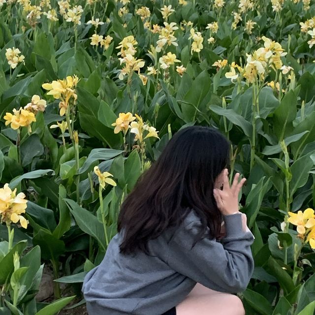 경주 첨성대 근처에 펼쳐진 노랑 꽃밭 