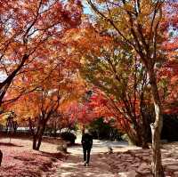 Gyeongju , is a must place to enjoy autumn 🍂