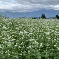岐阜県中津川市　蕎麦の花