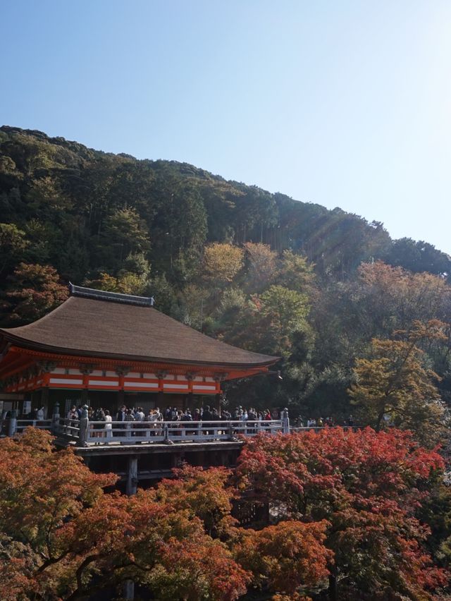 【京都】秋が詰まっている！清水寺🍁