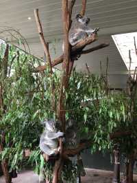 澳洲布里斯本景點｜龍柏動物園 Lone Pine Koala 與無尾熊合照 