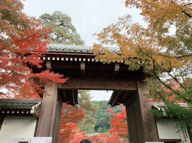京都[紅葉めぐり]  永観堂(禅林寺)  圧巻の堂内編