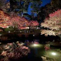 2021最後の紅葉を楽しむ