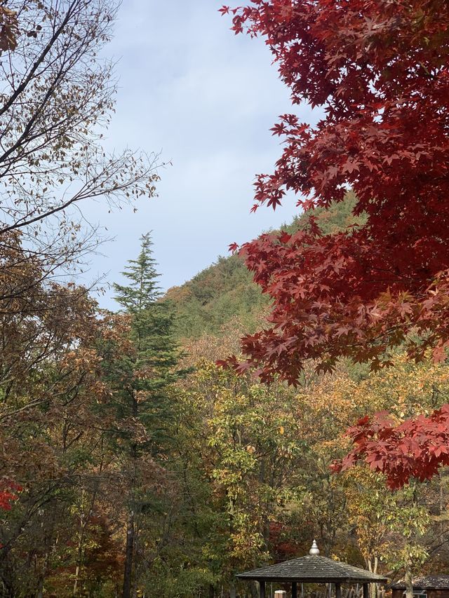 [상소동 산림욕장] 한국의 앙코르와트🗿