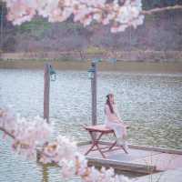 🌸벚꽃아래서 피크닉하기 좋은곳 [경주, 화랑의언덕]🌸