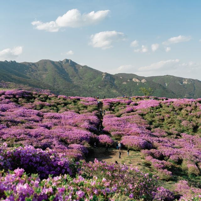 핑크물결이 넘치는 철쭉여행 , 황매산군립공원⛰