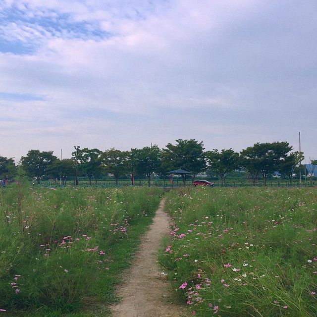 경주 자전거 여행 핑크뮬리 꽃밭
