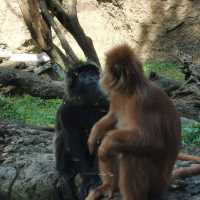 Exploring Bali Zoo😃