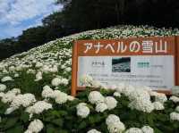 6月去東京必睇的繡球花