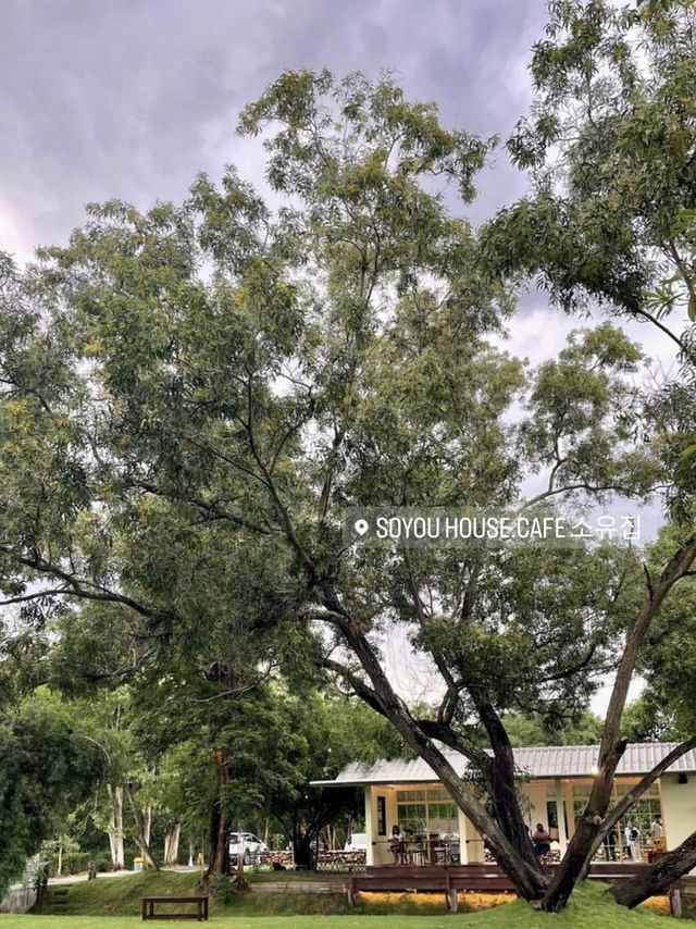 𝑺𝑶𝒀𝑶𝑼 𝑯𝑶𝑼𝑺𝑬 𝑪𝒂𝒇𝒆. 🍃🧃🌳